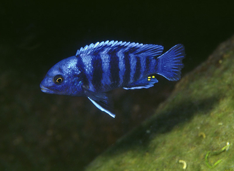 Labidochromis zebroides 'Masimbwe Island'